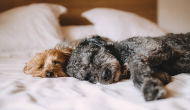 Best cheap pet-friendly hotels in the US