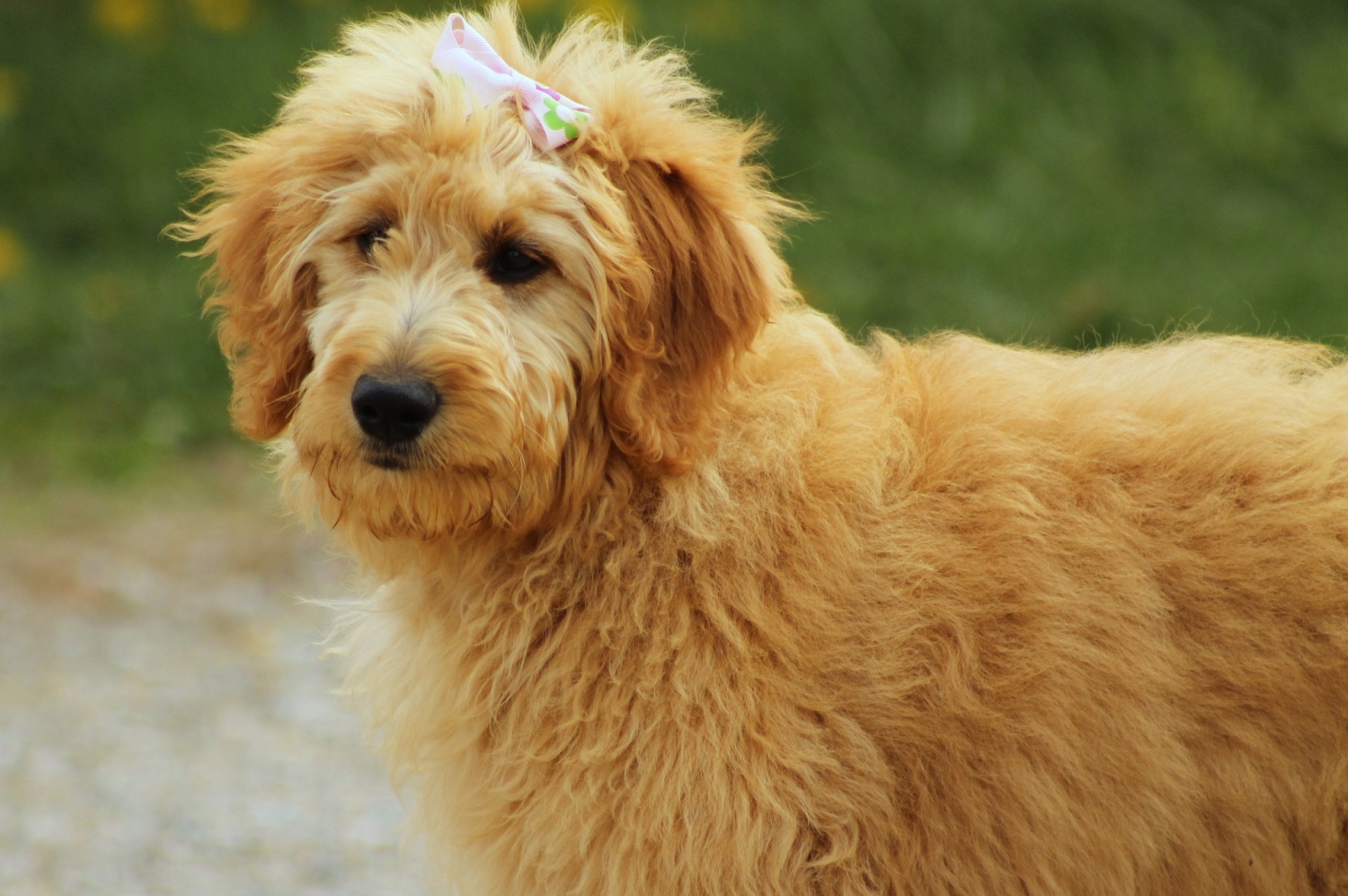 2. 10 Best Goldendoodle Haircut Styles for 2021 - wide 2