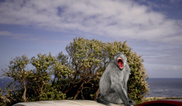 Baboons terrorize safari park visitors with knives and a chainsaw
