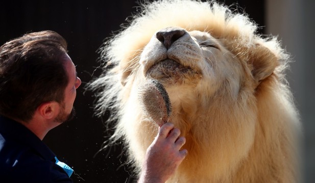 Lion tamer Lacey brushes Lion King Tonga in Munich