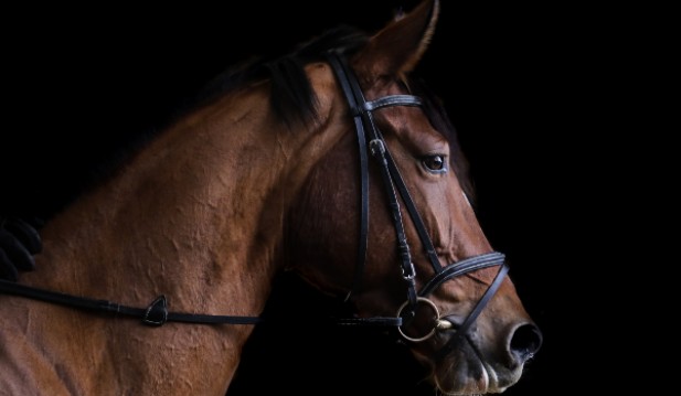 Barbaric horse killings run rampant in French pastures