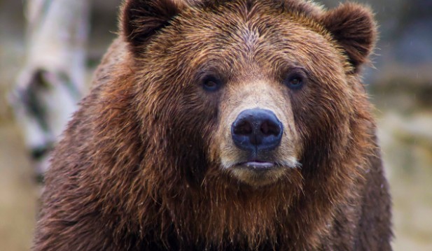 A large bear in Italy recently attacked a police officer