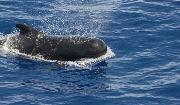 90 pilot whales found dead off the coast of Tasmania