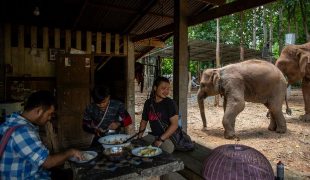 Elephants In Thailand At Risk Amid The Coronavirus Pandemics