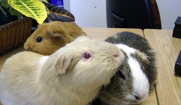 Guinea Pig Starters: How Set Up the Cage to Make Sure They are Comfortable