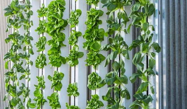 Cure or Curse? Colbeck Capital Management on How Vertical Farming Might Change the World
