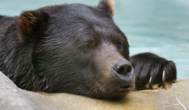 Bears Relax At Zoo On First Full Day Of Fall
