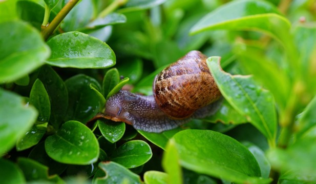 Why Do Snails and Slugs Come Out After It Rains?