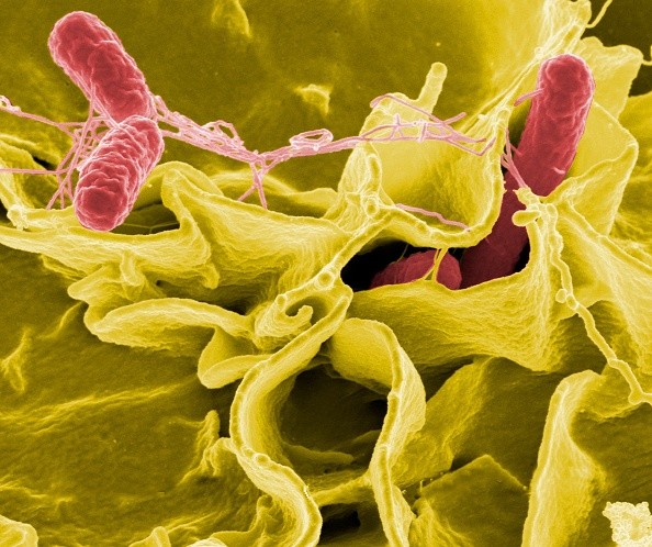 Salmonella Outbreak