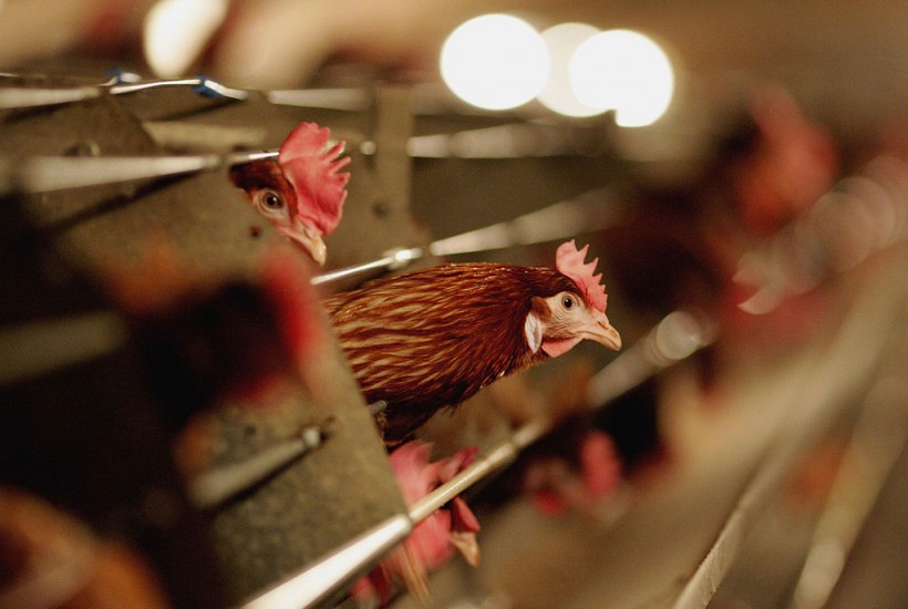 Bird Flu Outbreak in the US: Scientists Issue Major Warning as Virus Affects 27,000,000 Poultry
