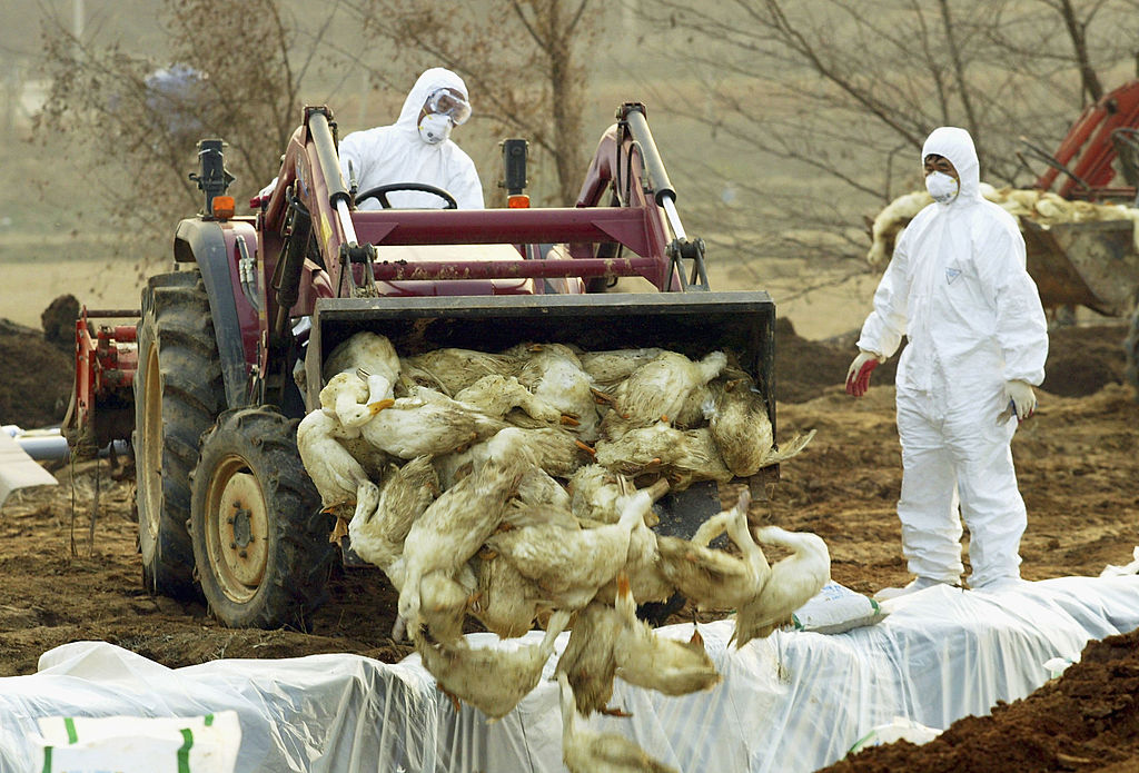 Bird Flu Outbreak Results in Death of 1.4 Million Avians, Forcing