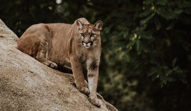 Dog Risks Life To Save Woman From Mountain Lion Attack 