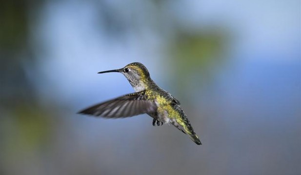 A Study of How Anna's Hummingbirds Would React to Different Climates When Taken To Higher Altitudes