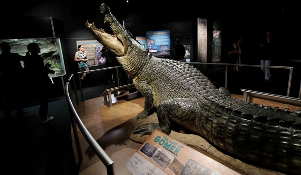 Scientists Find Ancient Crocodile Species Speculated To Devour Human Ancestors in Africa Millions of Years Ago