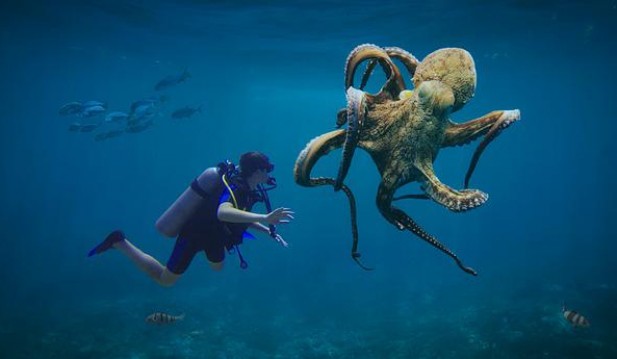 Humans, Octopus Share Similar 'Jumping Genes' That Affect Evolution, Study Discovers