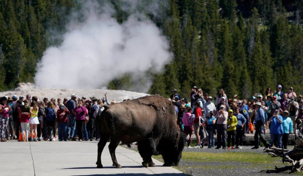Yellowstone Bison Gores 34-Year Old Man Walking With Family; This Year's 2nd Attack Victim 