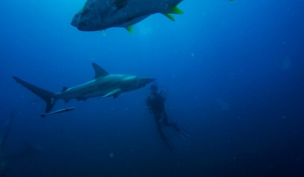 Shark Attack: Two Tourist Women Killed By Sharks in Egypt's Red Sea Coast