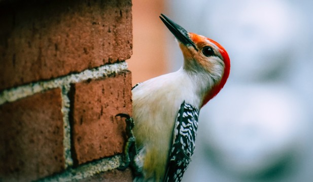 New Study Challenges Long-Held Beliefs Regarding Shock-Absorbing Woodpecker Skulls