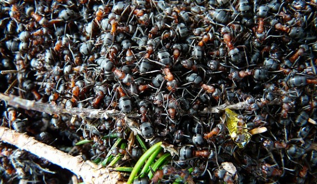 New Study Finds Ant Colonies Resemble A Living Neural Network Acting as One Consciousness