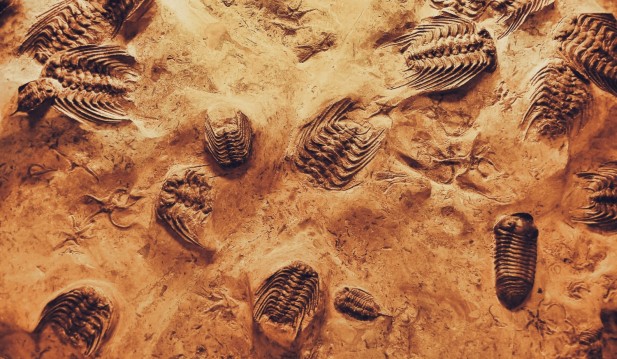 Researchers Unearth 183-Million-Year-Old Jurassic Fish Fossil in a Farmer's Field in the UK