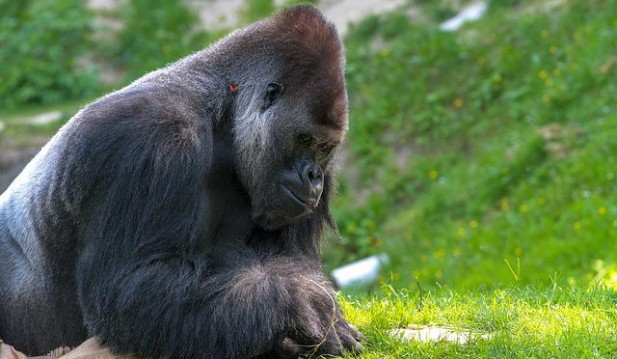 Western Lowland Gorillas Use Unique Vocalizing Sound To Communicate With Humans, Like Chimps