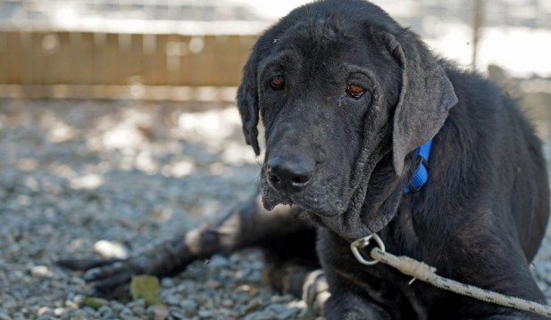 Mysterious Illness Similar to Canine Parvovirus Is Killing Michigan Dogs by the Dozens