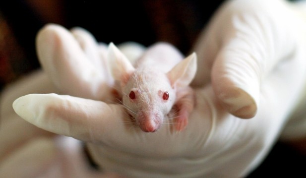 China Creates World's First Mammal With Completely Reprogrammed Genes