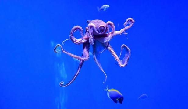 Scientists Discover Octopuses Prefer Specific Arm To Use in Catching Its Prey