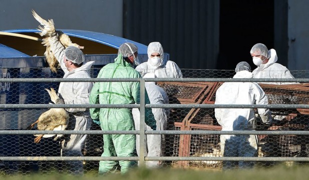 Largest-Ever Bird Flu Outbreak Results in 48 Million Poultry Culled, Placing Europe in Crisis