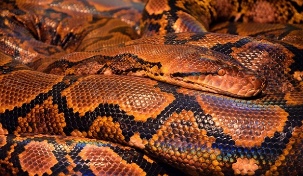 Indonesian Grandmother Eaten Alive by 22-Foot Monster Python, Died Two Hours After Horrible Incident