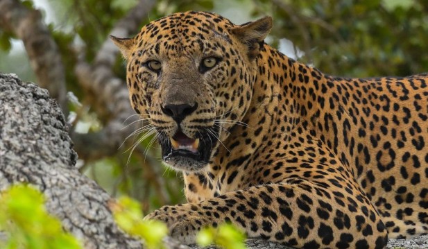 Leopard Mauls, Gores To Death 1.5-Year-Old Girl in Goregaon on the Way To Local Temple