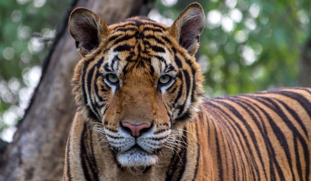  Tiger Mauls Farmer To Death in Northern India, Leaves Half-Eaten Body at National Park