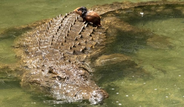 Eight-Footer Crocodile Enters Home, Looks for Something To Eat Whiles Family Sleeps