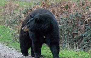 Enraged Black Bear Attacks, Mauls Dogwalker After Shih Tzu Scared Off Cubs