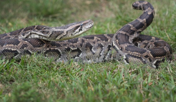 5-Foot Alligator Discovered Inside an 18-Foot Burmese Python Found in Florida Everglades