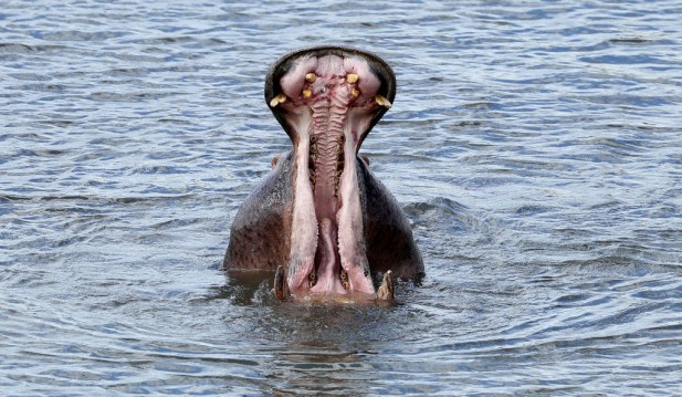 Hippo Swallows Ugandan Boy Alive, Saved by Passerby Witnessing the Animal Attack