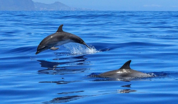 New Dolphin Species Evolve in Pacific Ocean, While Another Finding Reveals Dolphins May Get Alzheimer's Disease, Too!