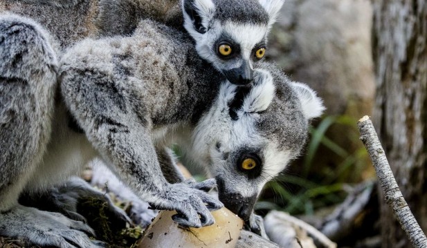 Extinction Diminishing Biodiversity in Madagascar May Need 20 Million Years of Habitat Replenishing
