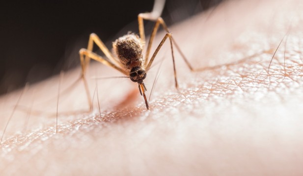 Climate Change Contributes in Spread of Malaria Outside Africa