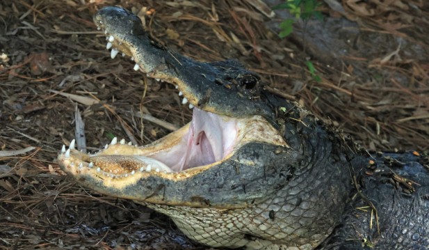 Old Florida Woman Dies From Fatal Alligator Attack While Strolling Dog