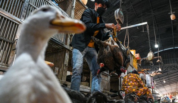 H5N1 Human Cases: 11-Year-Old Girl in Cambodia Dies Due to Bird Flu