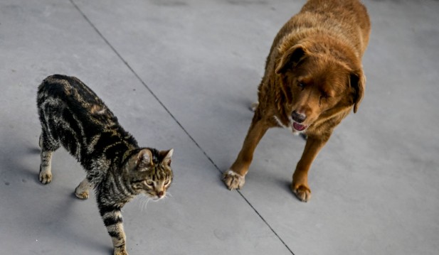 Healthy Cats, Dogs Capable of Transmitting Drug-Resistant Microbes to Humans