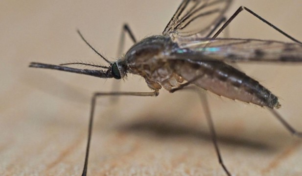 New Mosquito Species Invades Florida, Baffles Scientists