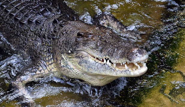 Australia: 65-Year Old Camper Attacked By Crocodile 