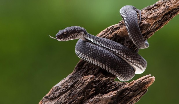 Brian Sheth and Leonardo DiCaprio’s Plan To Save Tree-Dwelling Snakes