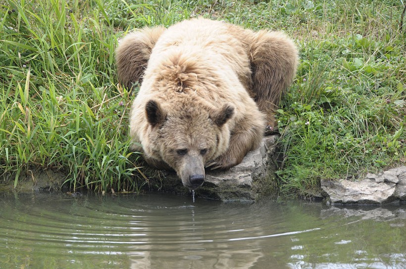 Canadian Bear Drank 69 Soda, But Avoided Diet Coke After Breaking into a Car 