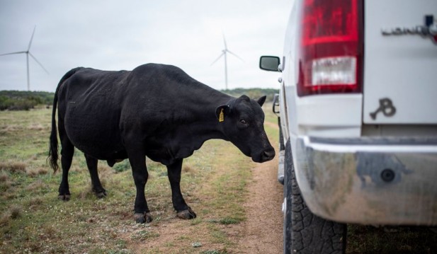 Texas: Strange Cattle Deaths Possibly Linked To UFO Sightings