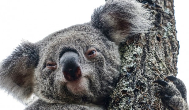 Nura Diya Australia Opens At Taronga Zoo