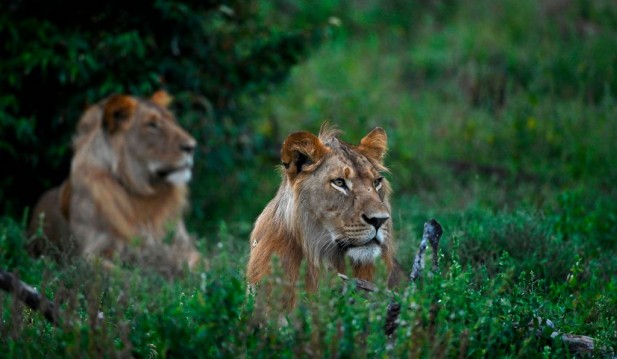 Herders Kill 11 Lions Including Kenya's Oldest One; Here's What Happened!