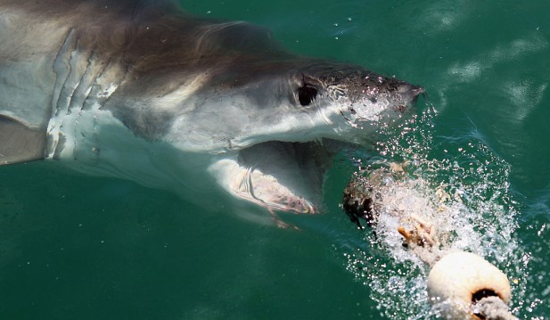 Fisher Captures Encounter with Massive Great White Shark off the Gold Coast